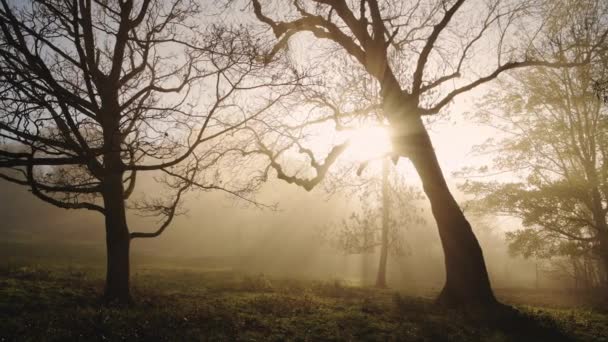 Amazing Nature Forest Woods Landscape Scenery Trees Misty Foggy Weather — Vídeo de stock