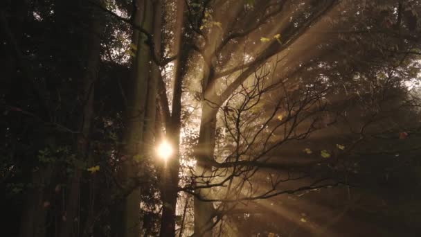 Trees Misty Foggy Weather Conditions Woods Mist Fog Forest Bright — Video Stock