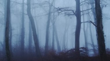 Foggy woods in thick fog weather conditions, with bare winter trees in a mysterious atmosheric woodlands and scary haunted forest, beautiful blue nature landscape scenery in England, UK
