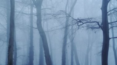 Haunted woods with mysterious spooky scary bare trees and woodlands in dark blue forest landscape scenery with thick fog and mist in beautiful atmospheric foggy misty weather conditions, England, UK