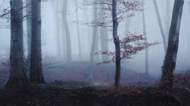 Beautiful nature shot of amazing landscape scenery of trees in a woods, woodlands in foggy misty blue weather conditions, thick fog and mist mysterious atmospheric spooky scene, England, UK
