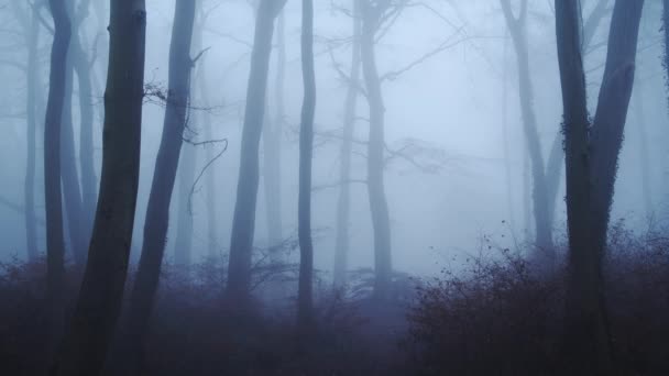 Haunted Halloween Scene Woods Mysterious Spooky Scary Bare Trees Dark — Wideo stockowe