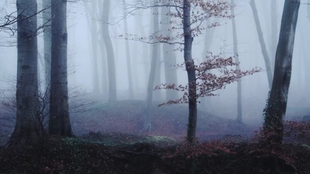 Beautiful Nature Shot Amazing Landscape Scenery Trees Woods Woodlands Foggy — Stok video