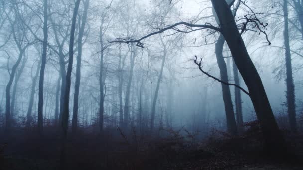 Haunted Woods Mysterious Spooky Scary Bare Trees Woodlands Dark Blue — Vídeo de stock