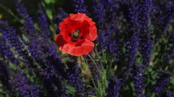 Beautiful Red Poppy Surrounded Lavender Flowers Field Sunny Summer Day Stock Video