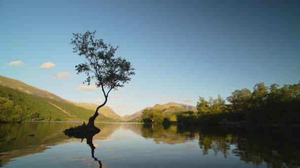 Lone Silhouette Tree Stands Proud Small Island Surrounded Calm Lake — Video Stock
