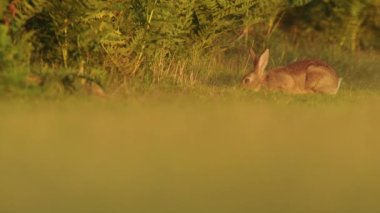 Wild rabbit eating green grass next to plants, British Wildlife, low angle shot