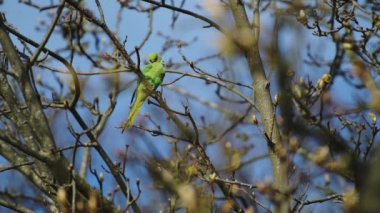 Green Parakeet Bird Perched on Tree Branch - Animal Wildlife in United Kingdom - 4k Static Low Angle