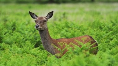 Beautiful female red deer standing between green plants turning head around