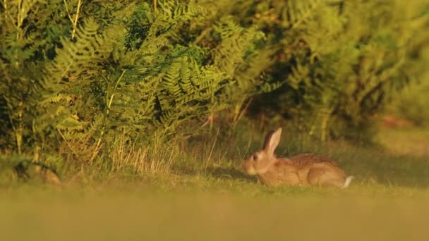European Hare Grazing Green Grass Field United Kingdom Windy Day — Vídeo de stock
