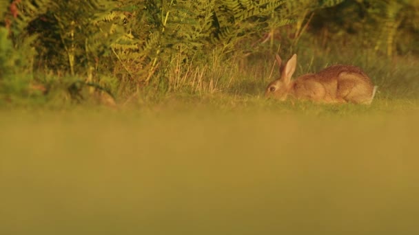 Wild Rabbit Eating Green Grass Next Plants British Wildlife Low — Αρχείο Βίντεο