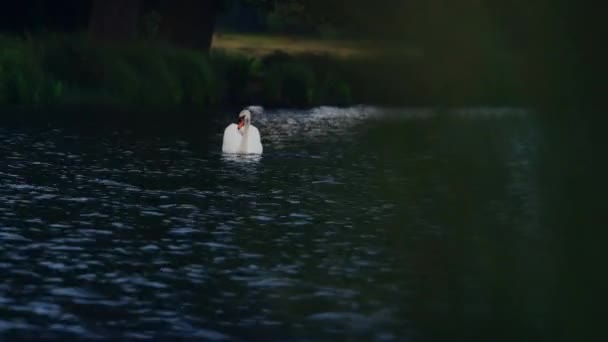 Majestic White Swan Swims Lonely Lake Surface British Forest Bokeh — Video