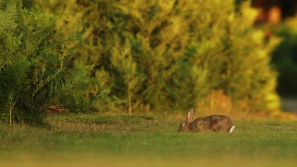 Small Bunny Rabbit Outdoor Grass Field Wild Animal Photography Scene — Vídeos de Stock