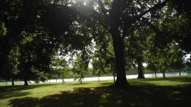 The sun glares through the shaded leaves of majestic trees with cyclists riding around a lake in the background and the bright green grass catching the light in one of the beautiful parks in London