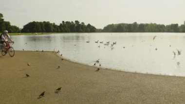 Guy cycling on a racing bike past a pond with a variety of birds, sunny day