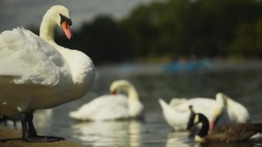 A tight shot of a swan cleaning itself by the waters edge