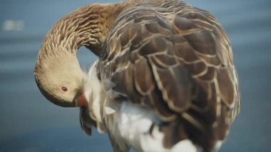 Close up grey goose preening feathers outdoors near water on sunny day