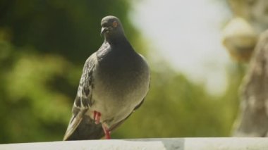A pigeon looks at the camera curiously.
