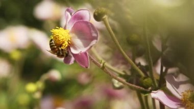 A healthy honey bee crawls around the bright yellow pistils and pink petals of a Grape Leaf Anemone flower in a clip filled with that mixed focused creating a pristine scene of vitality and health.