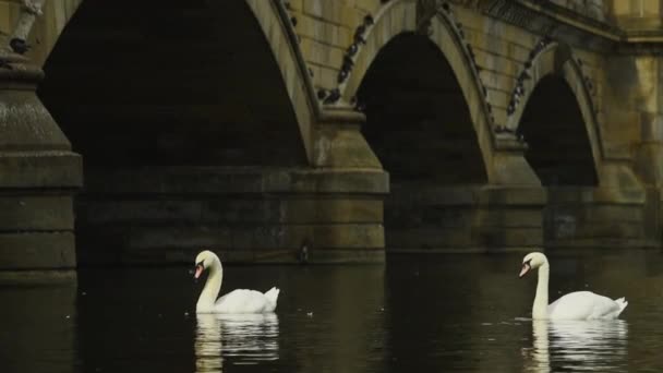 Дві Величні Лебеді Плавають Поверхні Спокійної Води Мостом Фоні — стокове відео