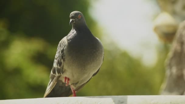 Pigeon Looks Camera Curiously Royalty Free Stock Video