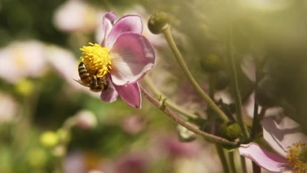 Healthy Honey Bee Crawls Bright Yellow Pistils Pink Petals Grape — Αρχείο Βίντεο