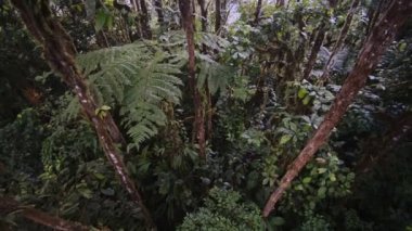 A Cloud Forest Full Of Green Trees, Plants, And Vines Found In Mashpi, Ecuador. -close up shot