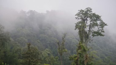 The Primeval Cloud Forest Of Mashpi Under The Misty Weather In Ecuador. -wide shot