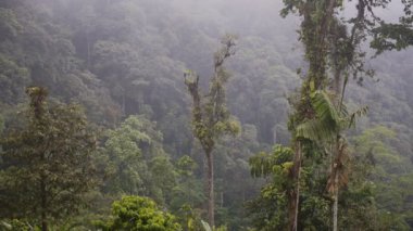 The Pristine Cloud Forest Of Mashpi On A Foggy Weather Located In Ecuador. -wide shot