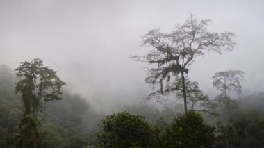 Panoramic landscape view of lush vegetation in Cloud Forest, Ecuador, on a moody day