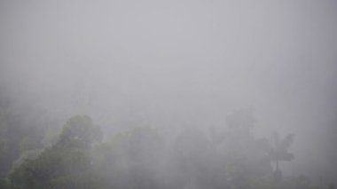 Fog moving over lush vegetation in Cloud Forest, Ecuador, on a moody day