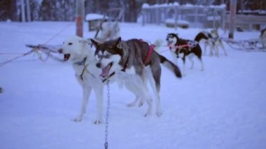 Sled dogs, jumping and barking, eager to start pulling a sleigh, in Lapland, Finland, at dusk