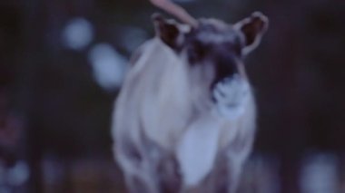 One horned reindeer looking around, near a snow capped forest, in Lapland, Finland