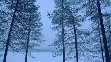Tilt shot of a snowy forest landscape, in Lapland, Finland, at evening