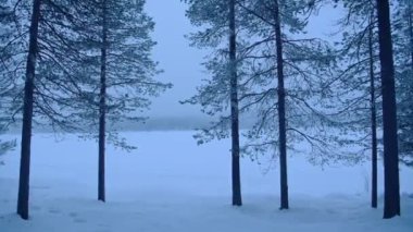 Forest landscape view over frost trees, in Lapland, Finland, on a moody day