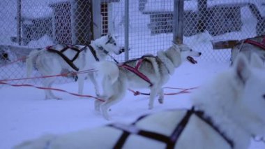 Slow motion of a sled dog impatient to start pulling a sleigh, in Lapland, Finland