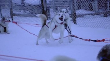 Sled Siberian Husky dogs, jumping and barking, eager to start pulling a sleigh, in Lapland, Finland
