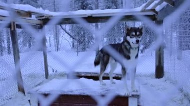 A Black Siberian Husky Inside A Big Cage Surrounded By Trees And Snow In Lapland Region. -medium shot