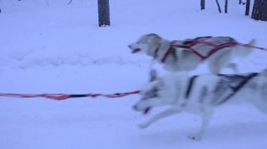Team of sled dogs pulling a sledge, in a forest, in Lapland, Finland, at dusk