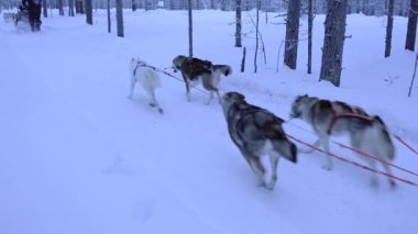 Slow motion of sled dogs, Siberian Husky, pulling a sled in a snowy forest in Lapland, Finland