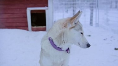 A Brown Siberian Husky With A Blue Collar Turning His Head Outside Of The Dog House In Lapland. -close up shot
