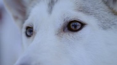 The Almond Shaped Eyes Of The White Siberian Husky In The Region Of Lapland In Finland. -close up shot