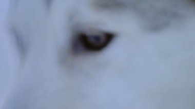 Close up of a siberian husky eyes, on a snowy day, in Lapland, Finland
