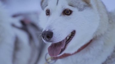 Sled siberian husky dog looking forward, on a snowy day, in Lapland, Finland