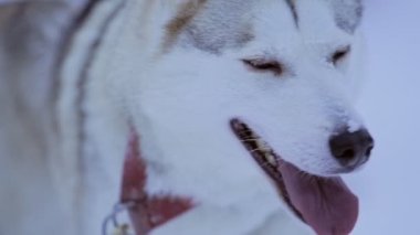 An Adorable And Friendly Looking White Siberian Husky Licking Its Nose In Winter At Finland - Close Up Shot