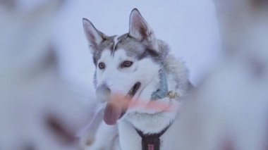 Sled dog waiting to start pulling a sleigh, in Lapland, Finland