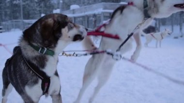 Slow motion of a sled dog, jumping, eager to start pulling a sleigh, in Lapland, Finland