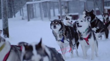 A Group Of Siberian Huskies Tied To One Another, Running On A Field Full Of Snow In Lapland Finland - Close Up Shot