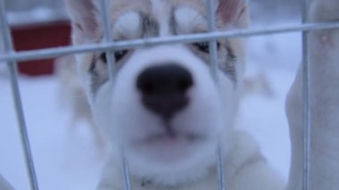 Curious siberian husky puppies looking over a fence, in Lapland, Finland