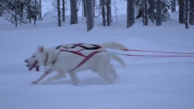 Team of sled dogs pulling a sledge, in a forest, at dusk, in Lapland, Finland